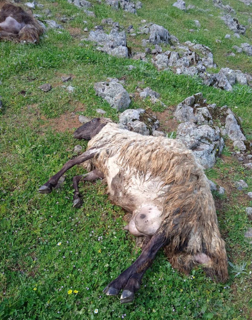 Hayvan otlatırken hayatının şokunu yaşadı! Her şey bir anda oldu, karşılaştığı manzara karşısında yığılıp kaldı 2